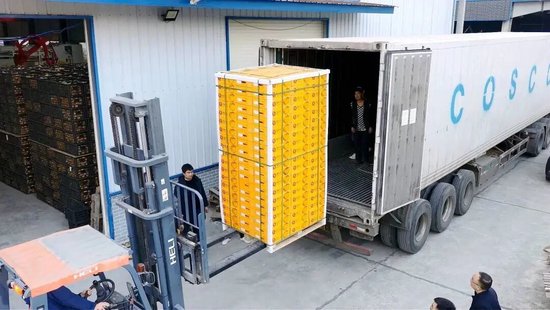  （出口柑橘正在装车）