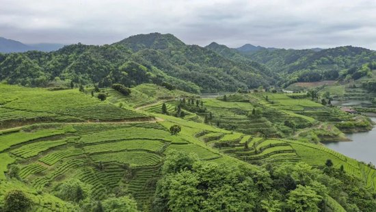 安化茶园。图/安化县委宣传部