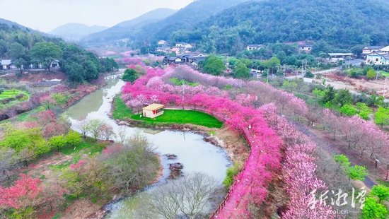 七星村樱花将美丽乡村点缀得如诗如画。