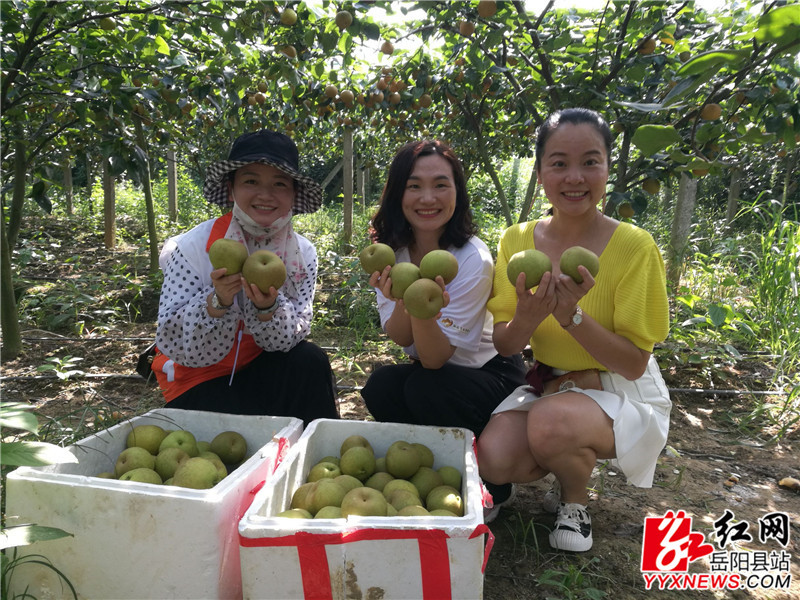 志愿者在刘春华家的梨园里帮忙采摘。图片来源：红网