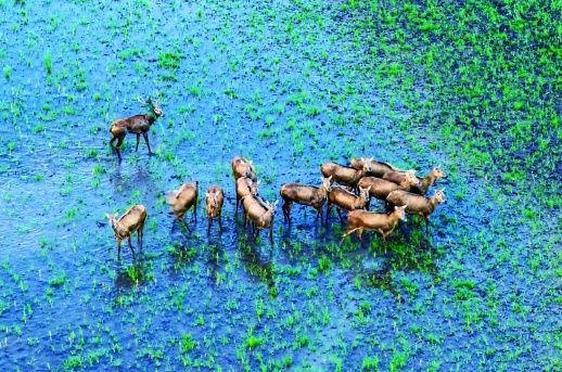 洞庭湖麋鹿。 许理伟 摄