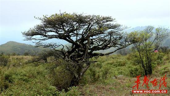 二宝顶上最沧桑的天然盆景树，当地人称黄羊树 肖丁勤/摄