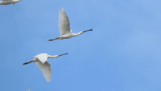 △ 10 月 30 日，岳阳市采桑湖上空飞过的白琵鹭。图 / 受访者提供