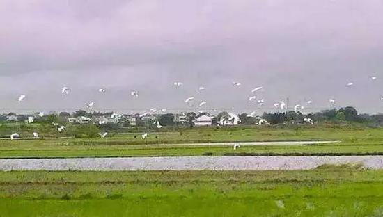 岳阳6个村获省级美丽乡村建设示范村 快看是你家吗