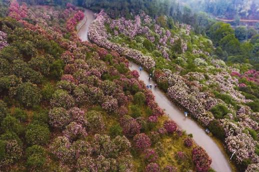  2月9日，怀化市鹤城区中坡国家森林公园，漫山茶花盛放，蔚为壮观，吸引了众多市民前来赏花、游玩。 田文国 摄