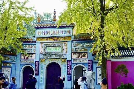 岳麓山银杏转黄