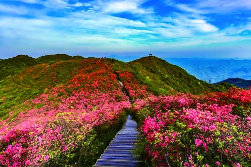浏阳大围山十万亩杜鹃花。&nbsp;&nbsp;图源：大围山国家森林公园