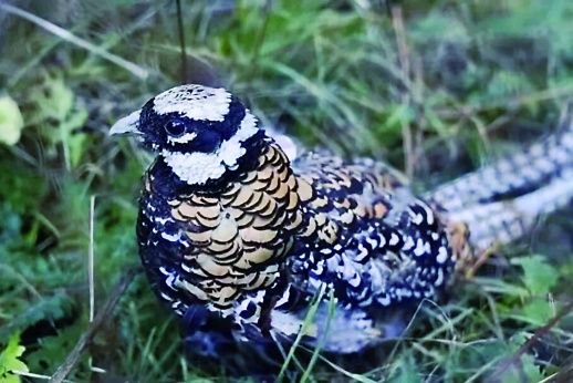  白冠长尾雉。 长沙生态动物园 供图