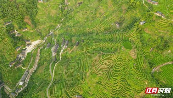 夏季的溆浦山背花瑶梯田