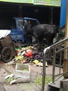郴州待宰水牛市场受到惊吓 当场发癫袭击群众