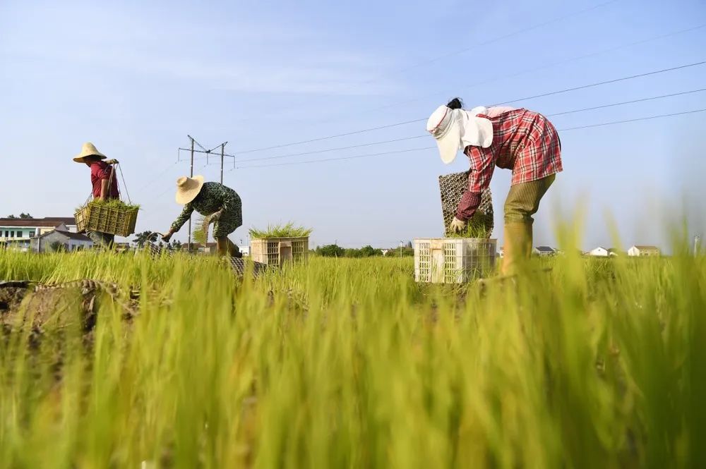 （4月19日，岳阳县筻口镇中心村，村民在农田里忙着整理秧苗，田间地头一片繁忙景象。湖南日报全媒体记者 辜鹏博 摄）