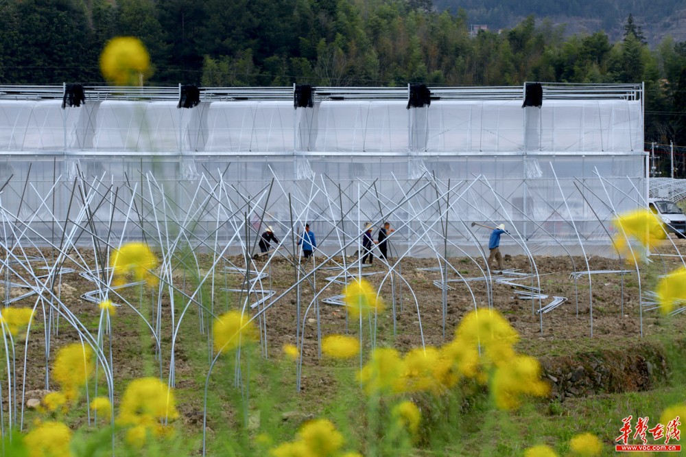 2月29日，桂东县方兴菜篮子生态农业有限公司，员工在进行打棚、抽沟等基础作业。该公司对接粤港澳大湾区“菜篮子”工程，发展蔬菜生产，长年录用以建档立卡贫困户为主的劳动力60多人，每年可为当地群众增加150余万元收入。 邓仁湘 摄