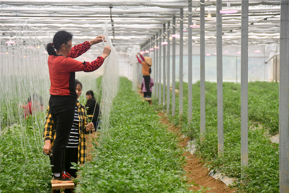 在湖南省湘阴县樟树镇，椒农对樟树港辣椒进行管护（4月13日摄）。新华社记者 周勉 摄