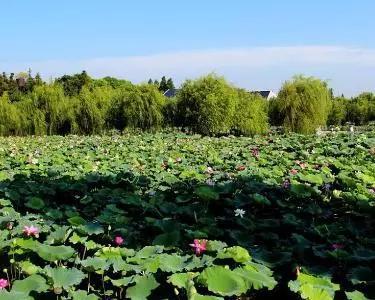 @岳阳所有人！2019年这13件事，你一定要做