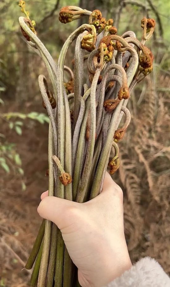 图/小红书@是伊伊呀