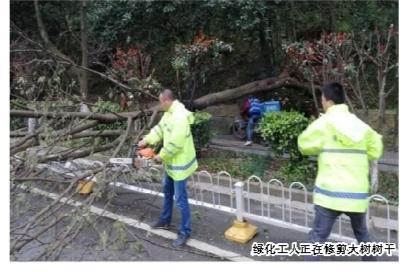 绿化工人正在修剪大树树干
