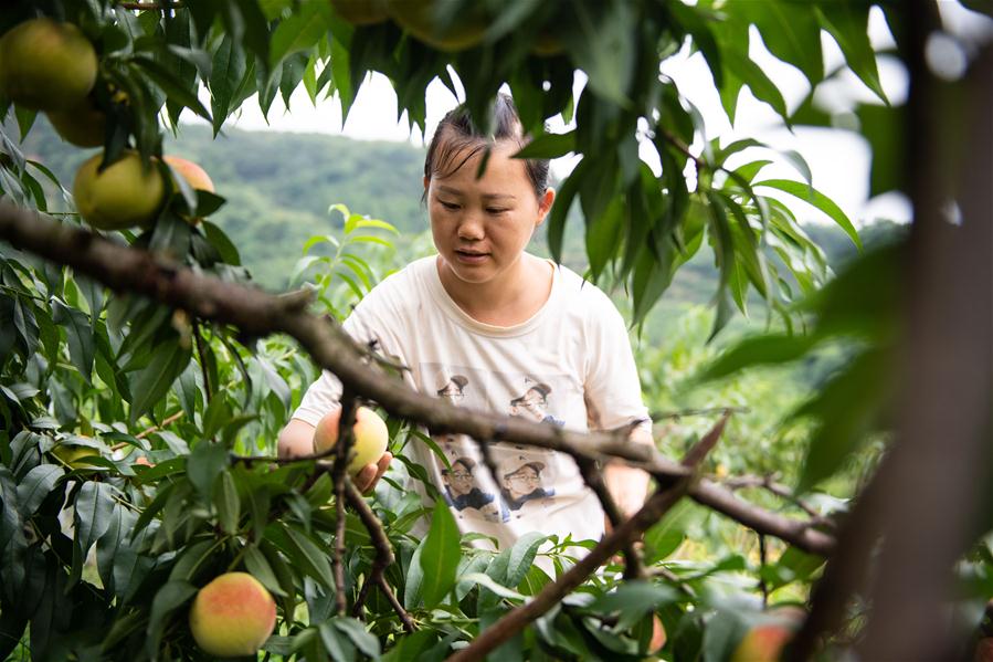 7月29日，在麻阳苗族自治县兰里镇苍冲村，游客在采摘黄桃。 新华社记者 陈思汗 摄