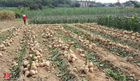 凉薯也叫豆薯，人称“地瓜”“地萝卜”。