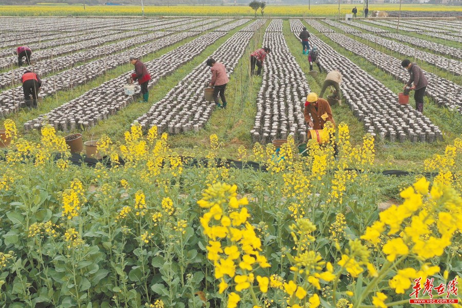 2月25日，衡东县高湖镇新旺村黑木耳种植扶贫基地，村民在采收木耳。随着气温回暖，该基地的黑木耳进入丰产采收季。曹正平 周健 摄影报道