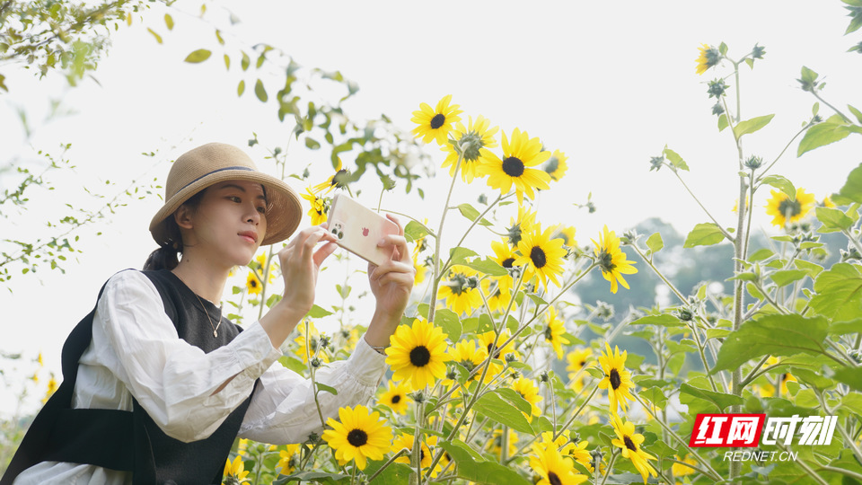 湖南省植物园赏花。