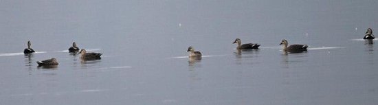 （图片由湖南五强溪国家湿地公园管理处提供）