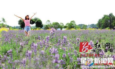 开慧薰衣草。除署名外均为资料图片