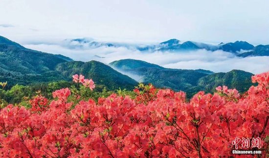 双牌阳明山杜鹃花海。双牌县委宣传部 供图