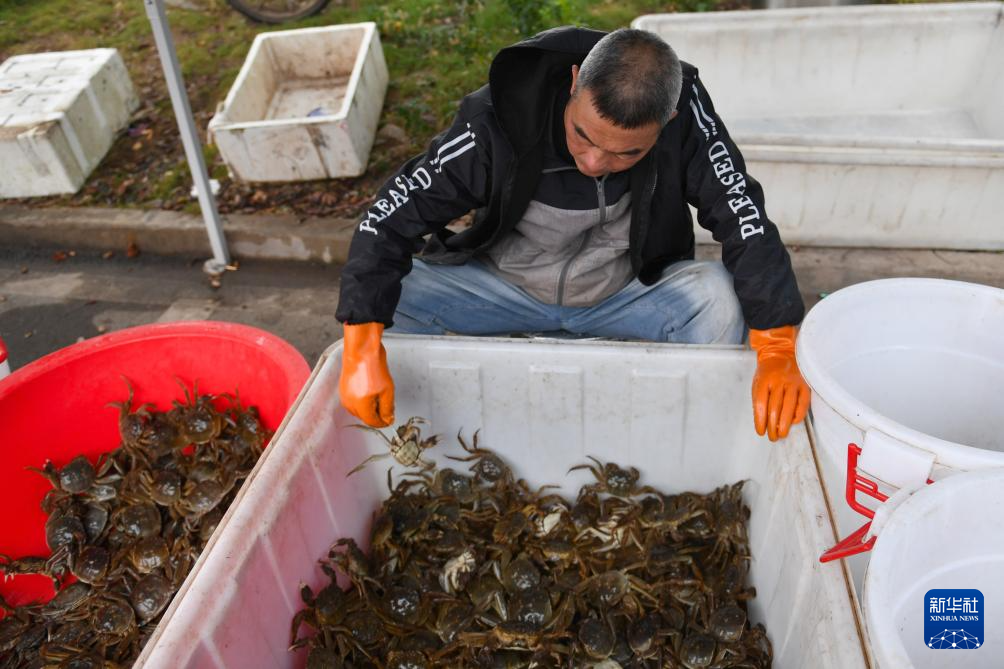 10月30日，在大通湖区河坝镇，蟹农在分拣公蟹、母蟹。新华社记者 陈振海 摄