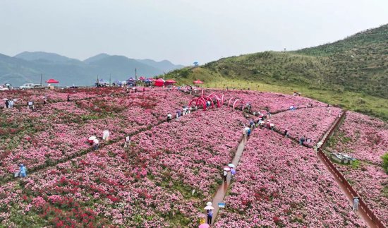 冷水江市锡矿山玫瑰花争相绽放,吸引众多市民游客前来赏花