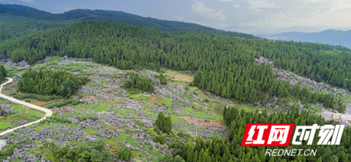 邵阳隆回小小柏木赶跑30万亩“穷山恶水”