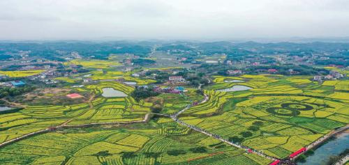 双峰县主会场油菜花美景俯瞰