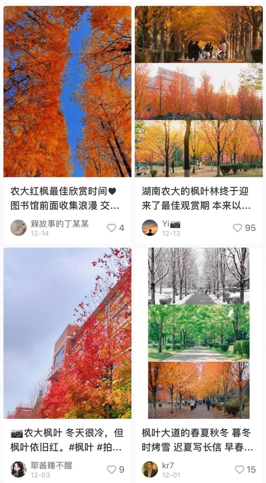 △网友分享的湖南农业大学枫树。图源:小红书截图