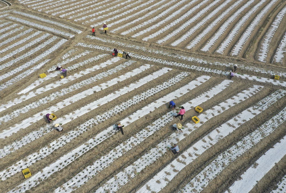 2月27日，湖南省道县梅花镇贵头村，农民在移栽玉米苗（无人机照片）。新华社发（何红福 摄）