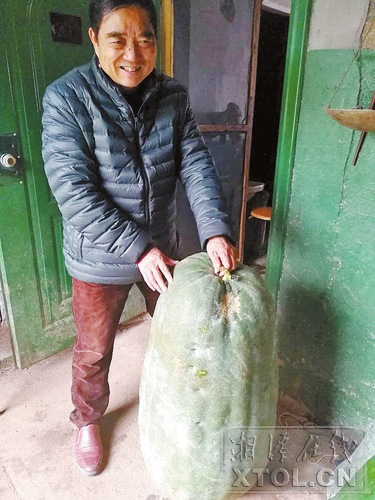 重达86斤 直径最宽130厘米！湘潭一居民种出超级“冬瓜王”