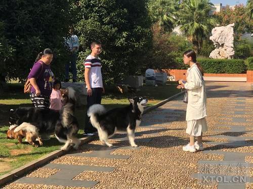 许多市民在白石公园遛狗,不少大型犬都没有上狗链。(记者 罗韬 摄)
