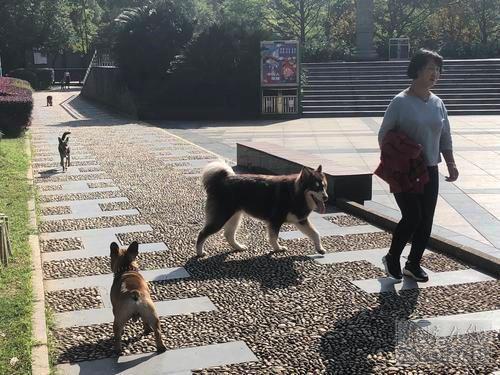 许多市民在公园遛狗,不少大型犬都没有上狗链。(记者 罗韬 摄)