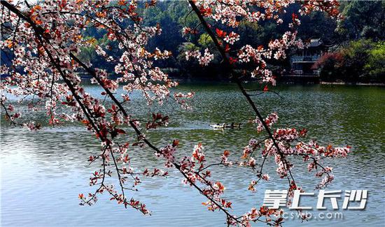 岳麓山风景名胜区穿石坡湖边满树的早樱花与湖内流动的水鸭构成一副美妙春水图景。