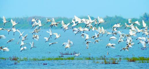 1月21日，南洞庭湖湘阴横岭湖自然保护区百鸟奋飞。（资料图片）朱华章 摄