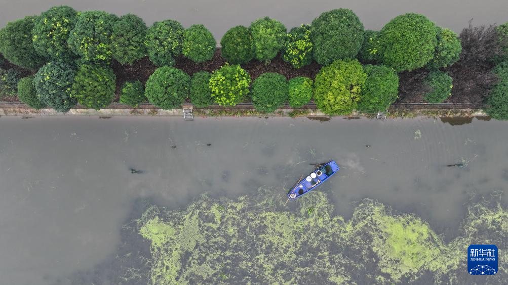 10月30日，蟹农在大通湖区河坝镇捕捞大闸蟹（无人机照片）。新华社记者 陈振海 摄