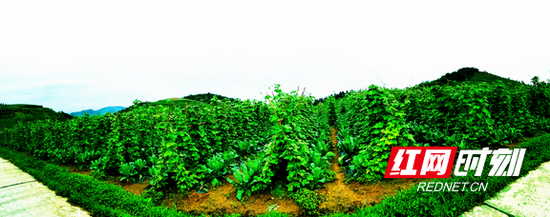 湖南省隆回县小沙江高山反季蔬菜基地。