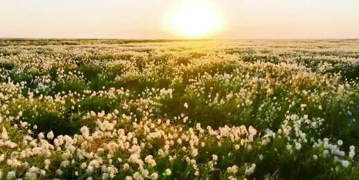 岳阳君山岛芦苇在秋风中翻白