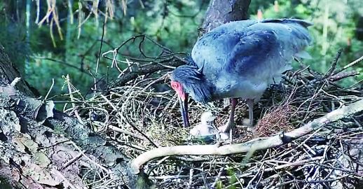 崀山朱鹮细心呵护“鹮三代”。新宁县委宣传部 供图