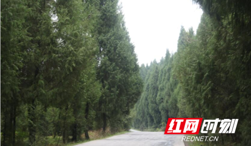 邵阳隆回小小柏木赶跑30万亩“穷山恶水”