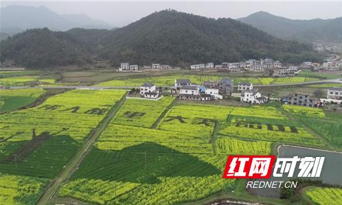眼下,已是油菜花盛开的时节,韶山市各地播种的3.4万亩油菜已陆续盛开。