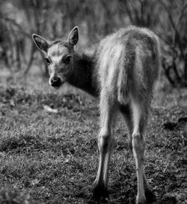 点点生的第一头雌性麋鹿“小不点”　摄影卢七星