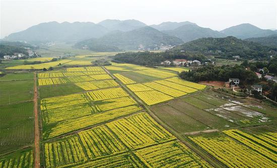 这是3月16日拍摄的长沙市望城区茶亭镇的油菜花田（无人机照片）。 新华社发（陈振海 摄）