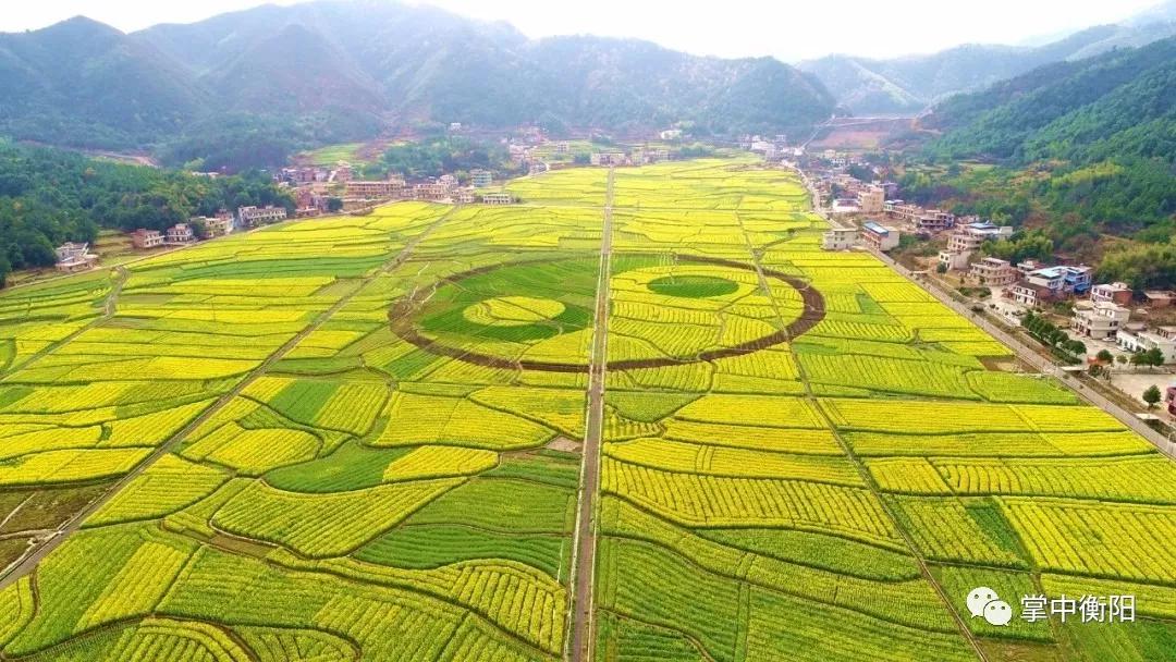 ▲库宗桥油菜花海