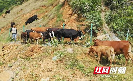 6月15日，在邵阳绥宁境内，35头牛跑上了高速觅食。