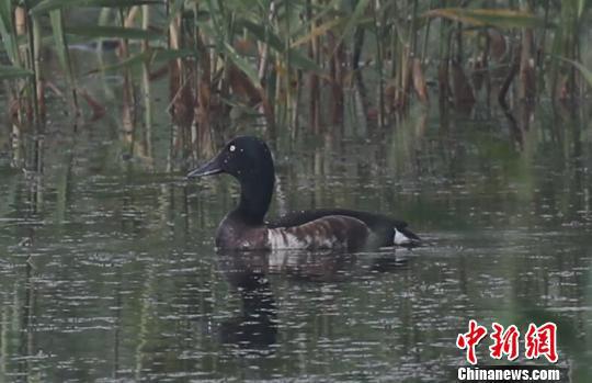 极危鸟类青头潜鸭 益阳湿地局提供