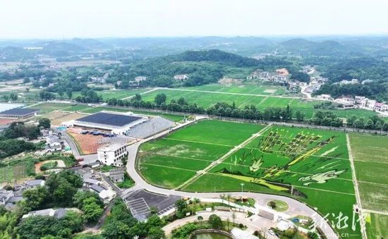 银田镇的“稻梦田园”。